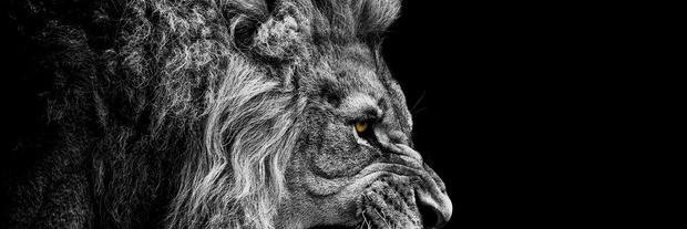 ckarani17's profile banner image