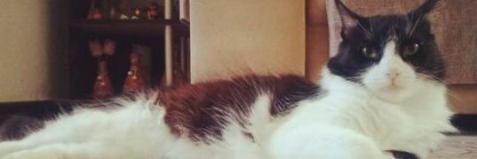 shellylima's profile banner image