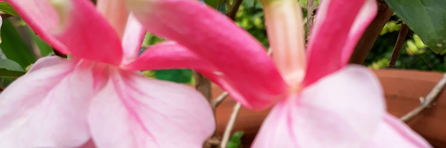 Charonbourke's profile banner image