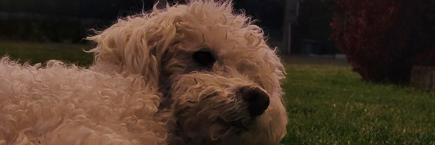 gabilopez_____'s profile banner image