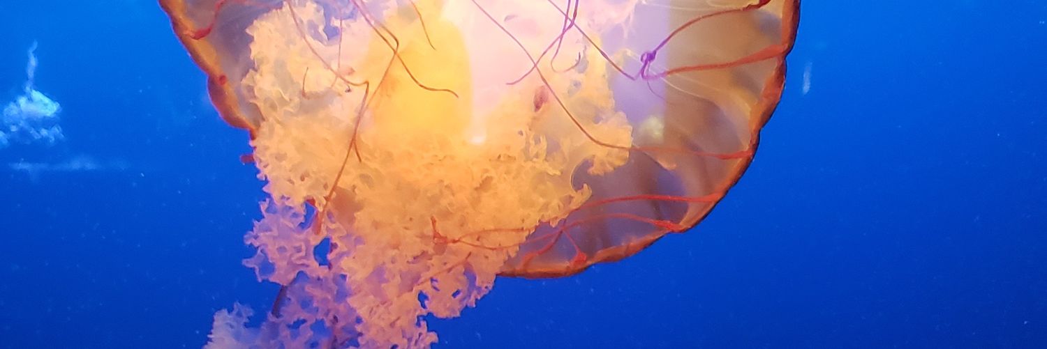 brittany1b's profile banner image