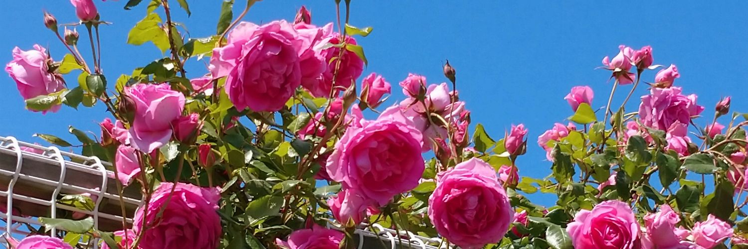 みゅー's banner