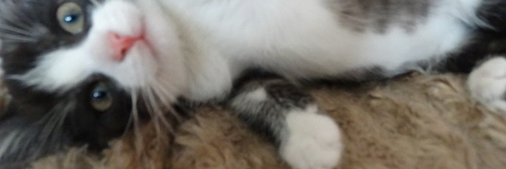 poodlefluff1's profile banner image