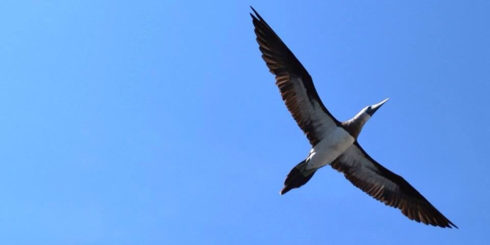 Rafael Canton banner