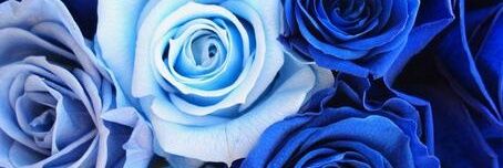 snowdrop4291's profile banner image