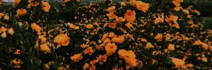 cariEcabello's profile banner image
