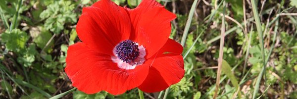 HfitzHazel Profile Banner