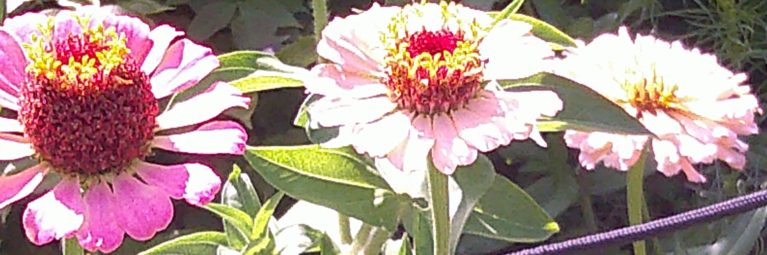 對面的女孩 banner