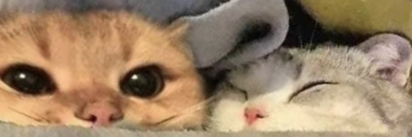 TrietBui's profile banner image
