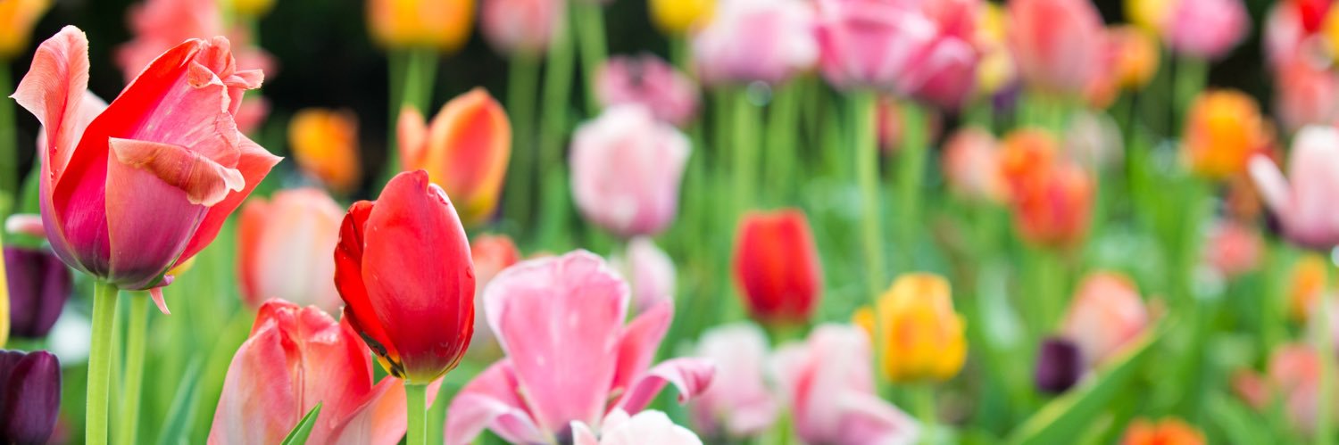 Stephanie Agresti banner