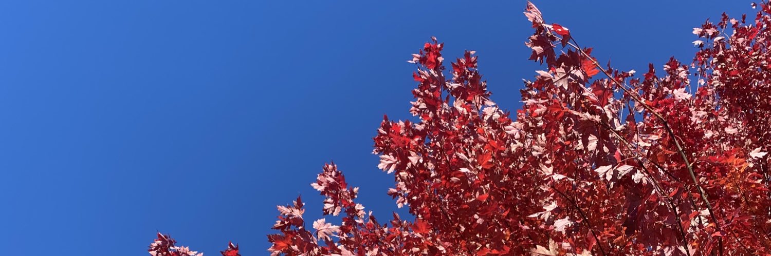 TorontoMoira banner