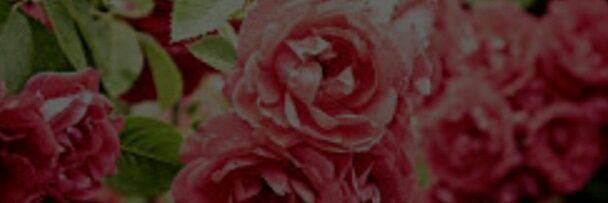 I9931122's profile banner image