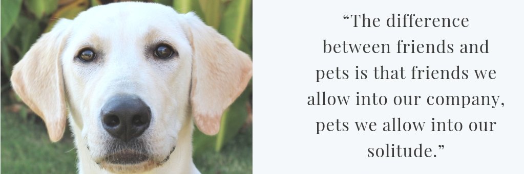 DFW Labrador Rescue banner