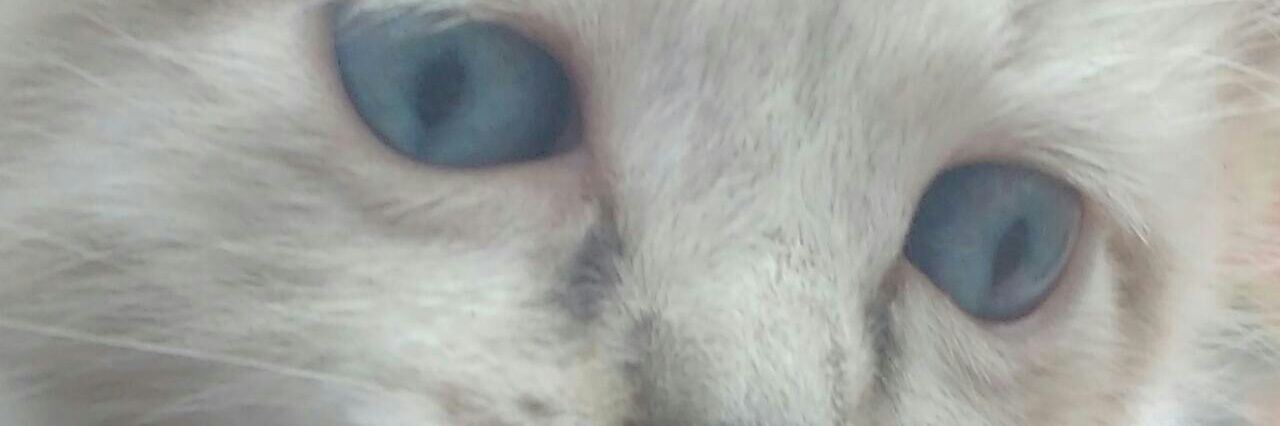 Daniel Garavito banner