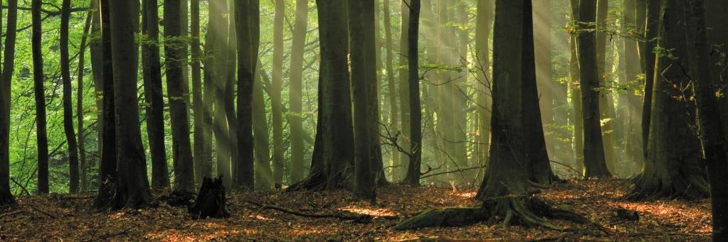 ecolivinguk's profile banner image