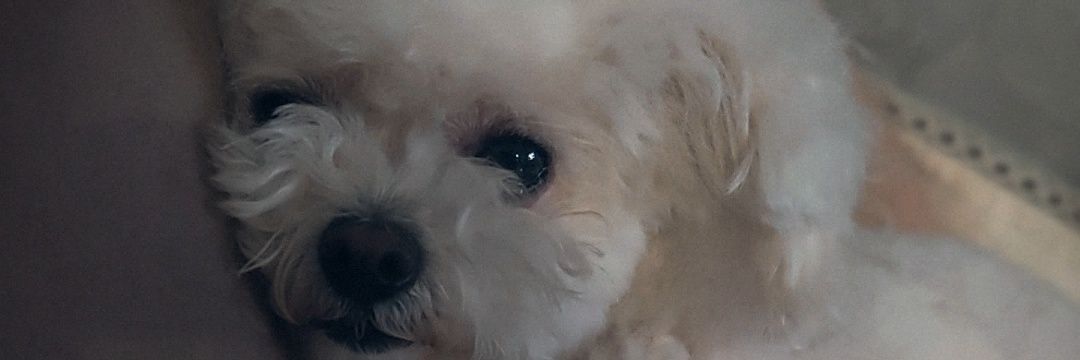 鵙 banner