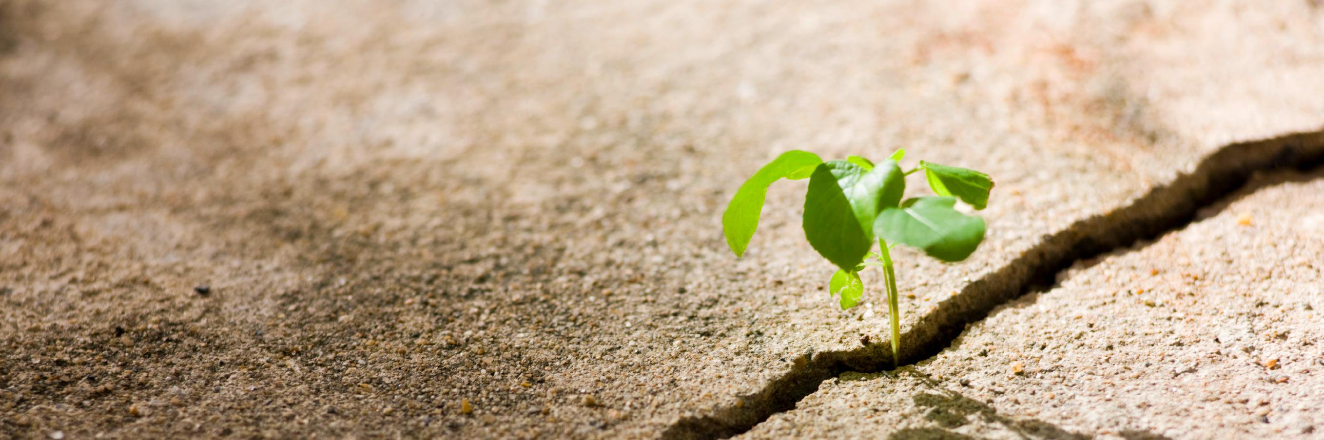 Mayerling (Maya) Marquez banner