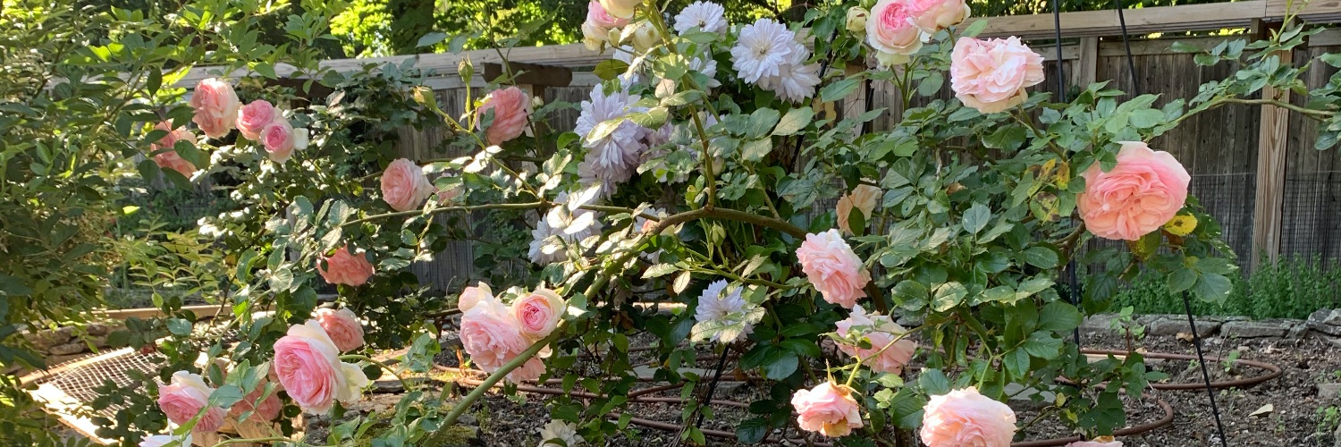 RuthBrannan's profile banner image