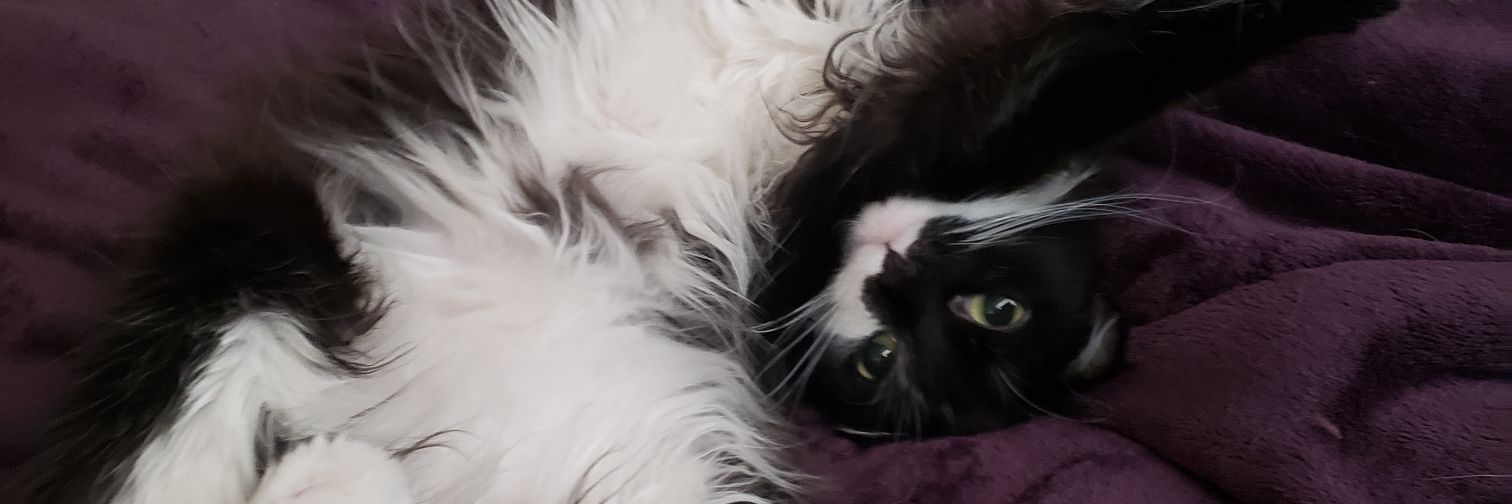 Rex_nathanr's profile banner image