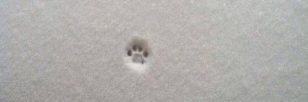 TheCatsX Profile Banner