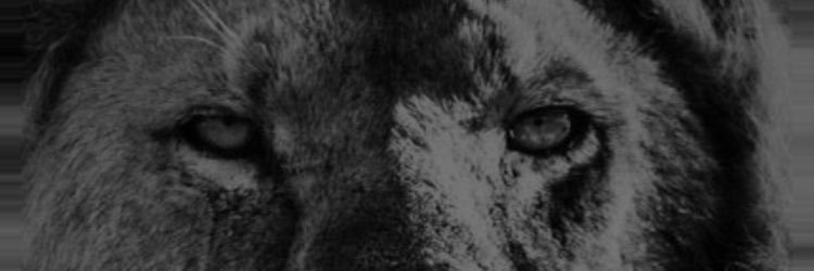 The Dark Knight banner