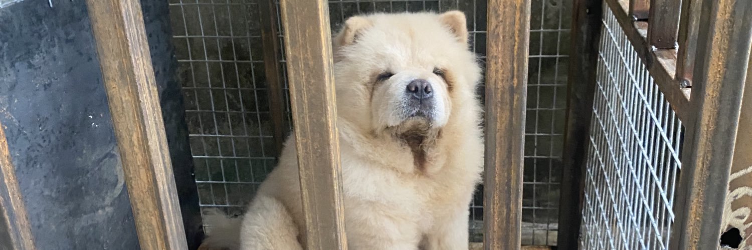 ⚔ knight chow chow 🐶 ⬛🟨 banner