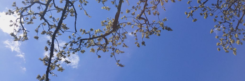 sherryxuelee's profile banner image