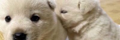 🍳 ⋆ ࣪ เจ แม่น้องโน่. 🍒 banner