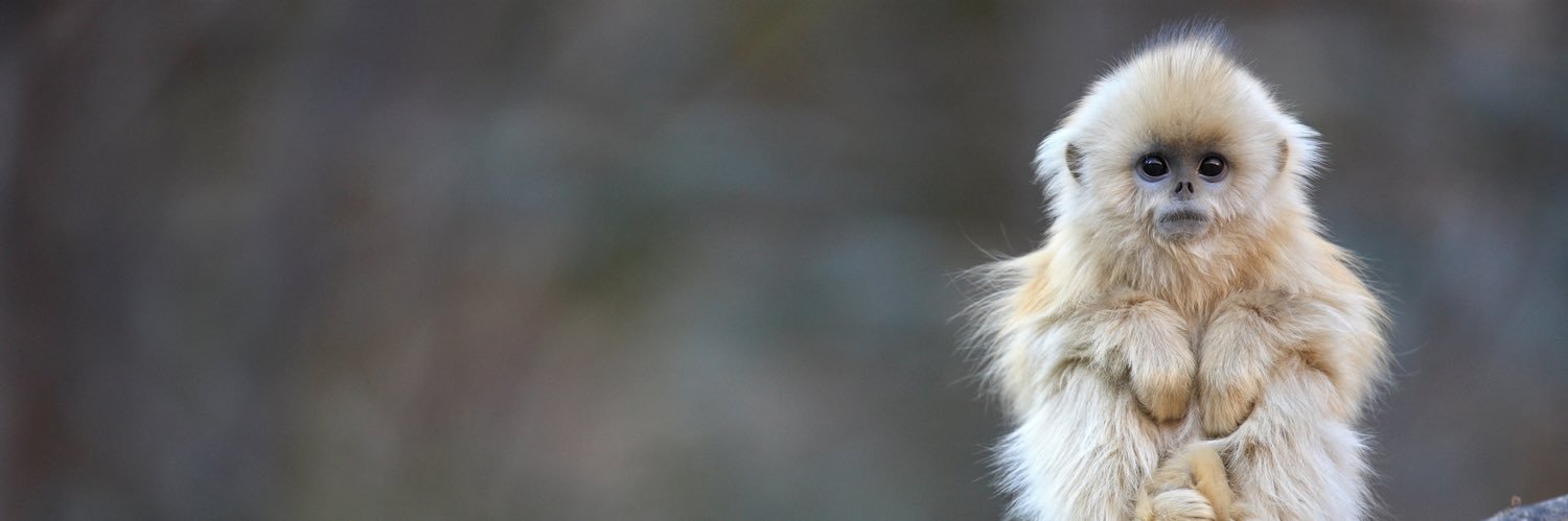 Weird Animals's banner