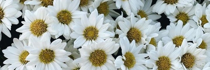ViolePassarello's profile banner image