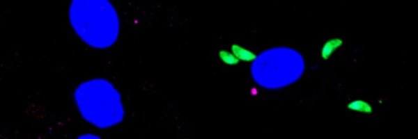 ewald_lab Profile Banner