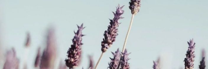 macalatorre2's profile banner image