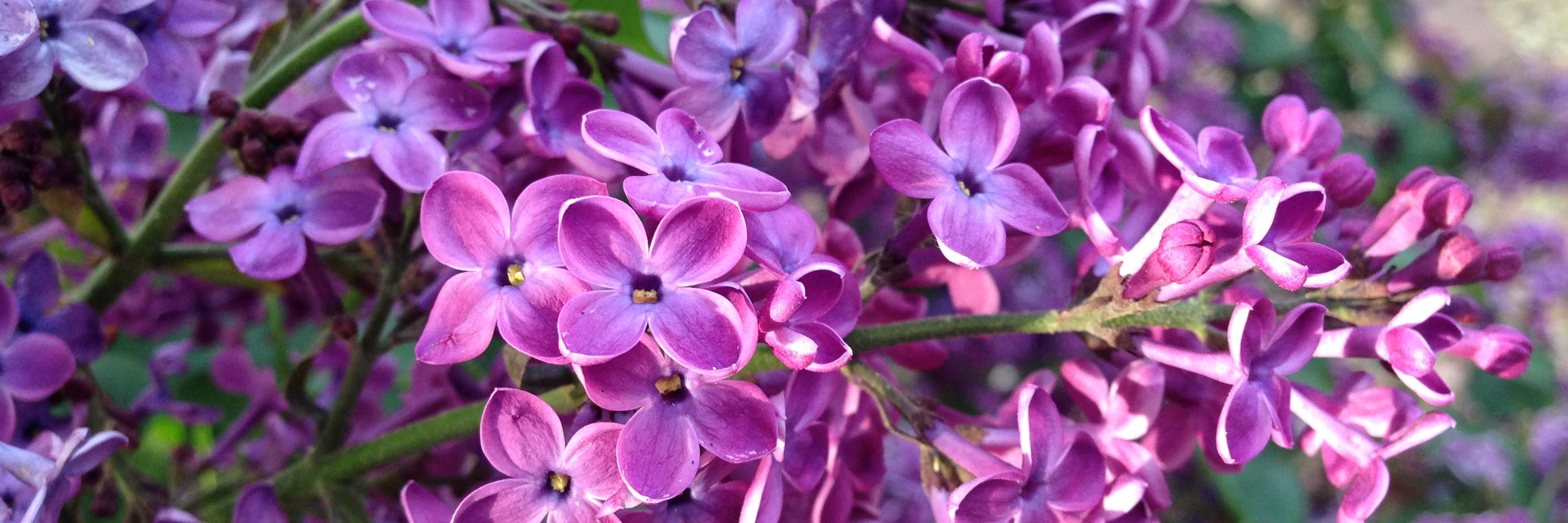 Taylor Chavez banner