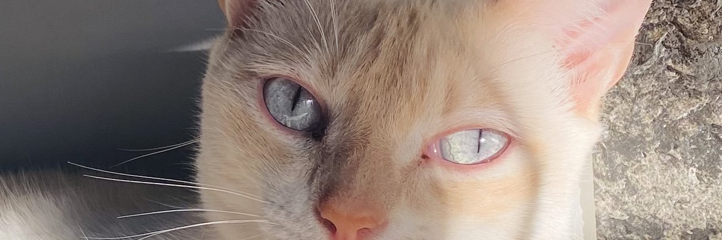 Julieta banner