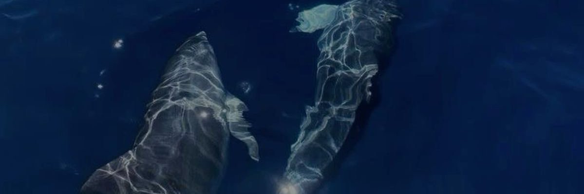Lola banner