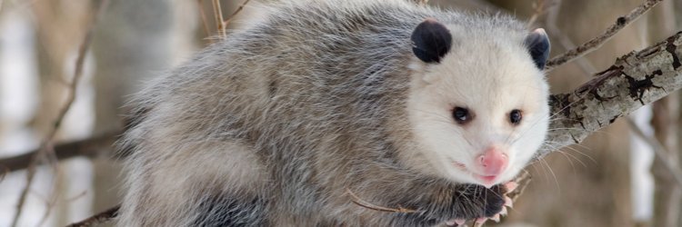 LPieto's profile banner image