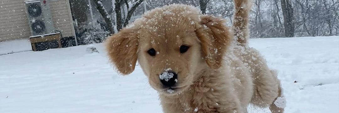 lucie! 🏳️‍⚧️ banner