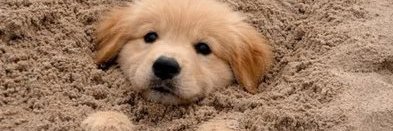 dumbestrogendog's profile banner image
