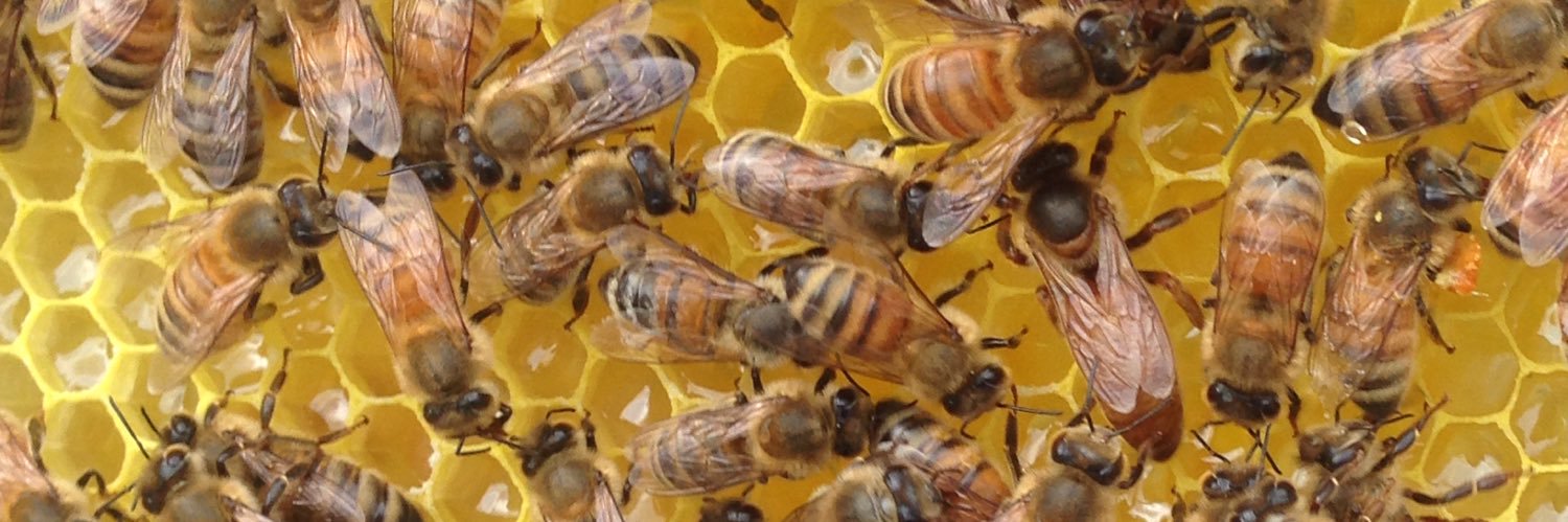 CollopyBees's profile banner image