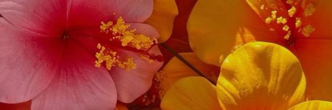 minellaPrn's profile banner image