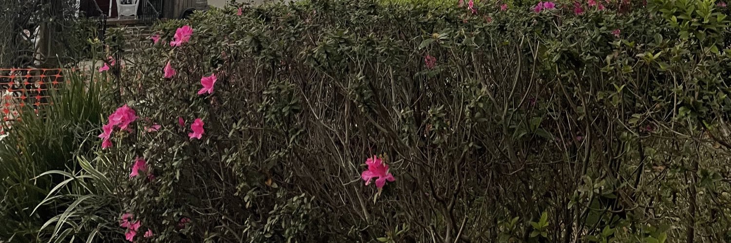 LilyCordingley's profile banner image