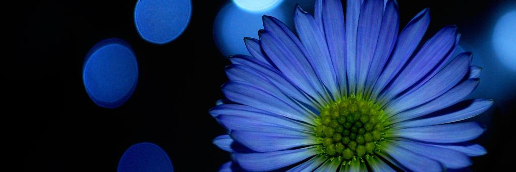 LisssaQii's profile banner image