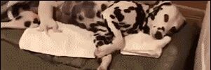 *** banner