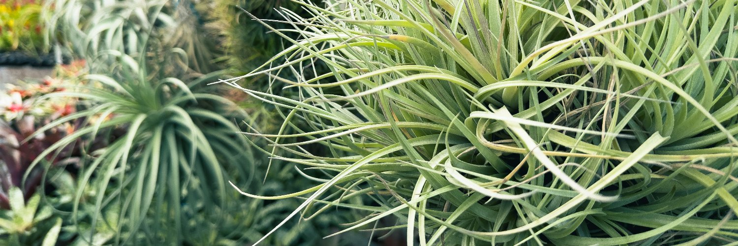 Rainforest Flora banner