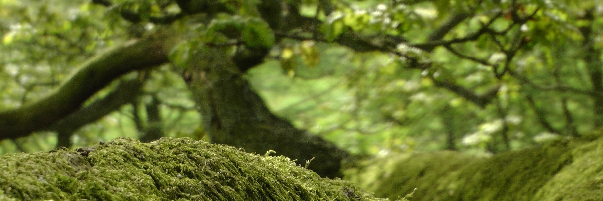 TheTopOfTheTree's profile banner image