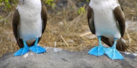 Neil Blumenthal banner