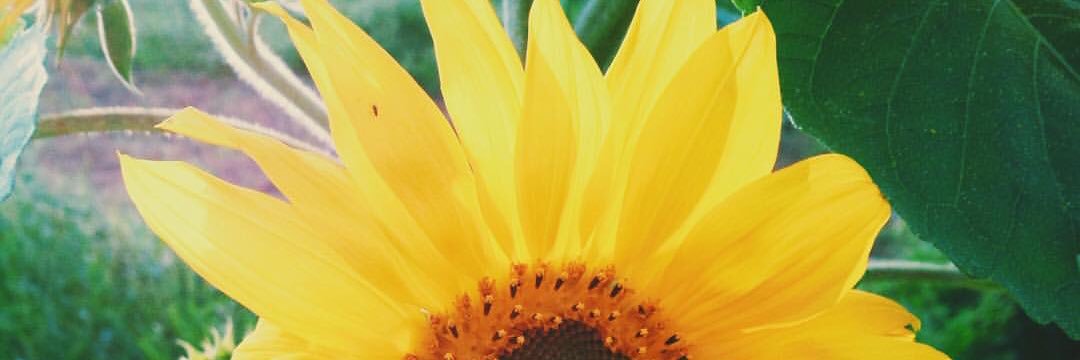 dailygaelley's profile banner image