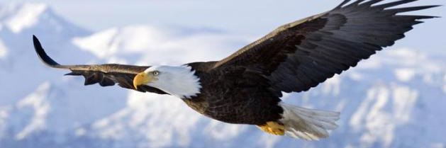 منيف حجي العريان العنزي banner