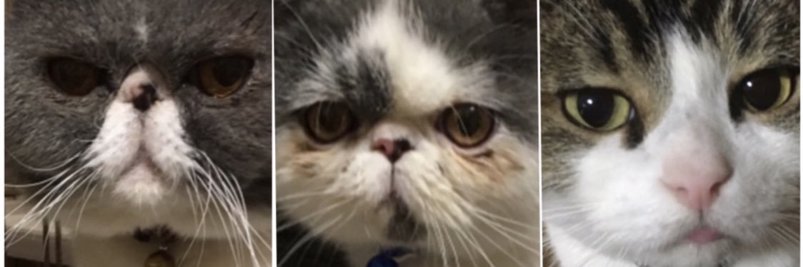 ぬこにゃん banner