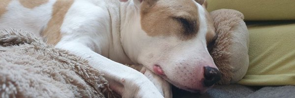 olimoley Profile Banner